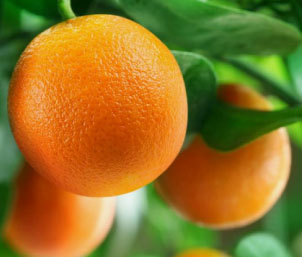 Fruit Trees