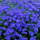 Ageratum 'Leilani Blue'