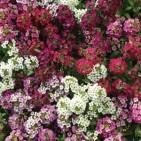Begonia 'Bada Bing Mix'
