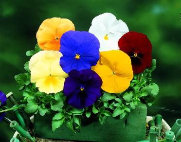 Pansy 'Delta Pure Color Mix'