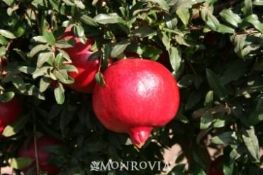 Angel Red Pomegranate | Perez Nursery