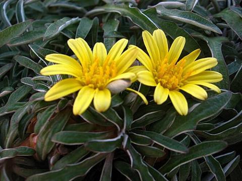 Dymondia Ground Cover