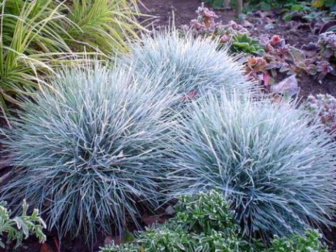 Festuca glauca Elijah blue