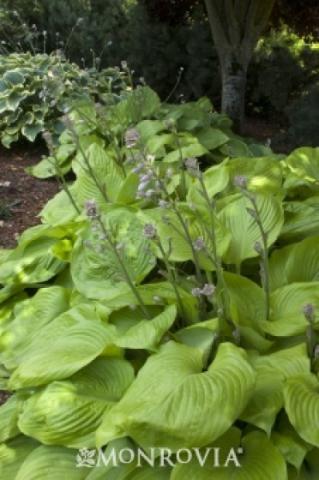 Hosta