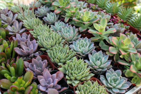 Succulent Plants
