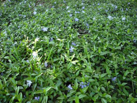 Vinca Minor Groundcover Plants