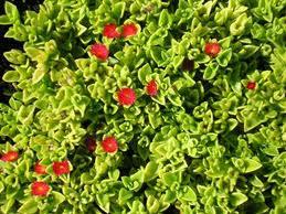 Aptenia cordifolia 'Red Apple'