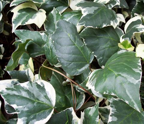 Ivy Canariensis