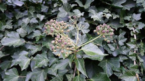 Ivy Hedera