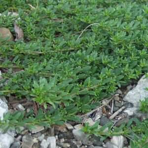 Myoporum Parvifolium Pink