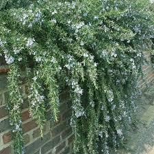 Rosmarinus Ground Cover