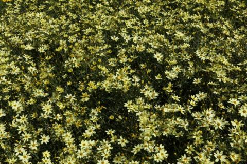 Coreopsis Ver. Moonbeam
