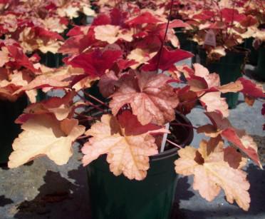 Heuchera
