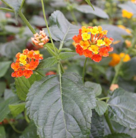 Lantana camara 'Confetti'