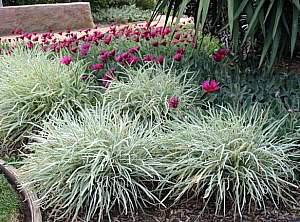 Tulbaghia violacea 'Silver Lace'