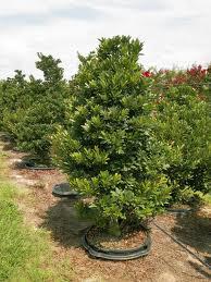 Elaeocarpus Decipiens | Perez Nursery