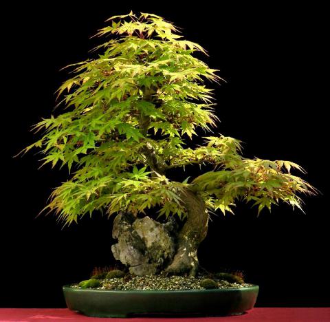 Acer Palmatum