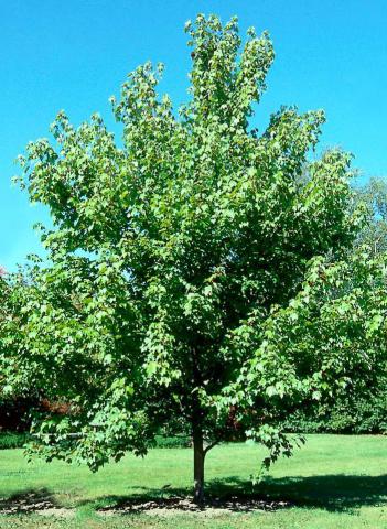 Acer Rubrum October Glory Brentwood