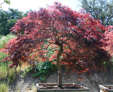 Acer p. red dragon