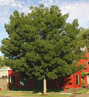 Ash Fraxinus pennsylvanica lancolata 'Fan-West'