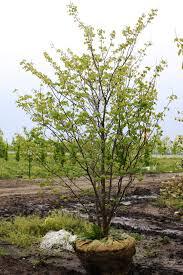 Cercis Redbud