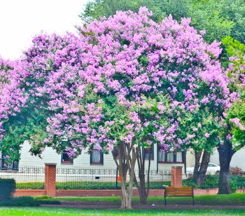 Crape Myrtle Muskogee