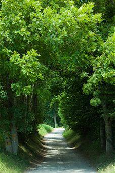 Green Ash Tree Brentwood
