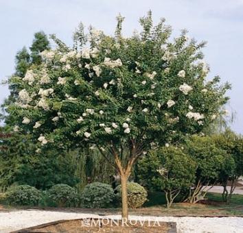 Lagerstroemia Natchez