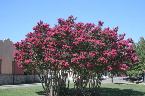 Lagerstroemia Watermelon Red