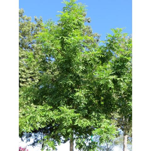 Pistacia Chinensis Keith Davey Brentwood